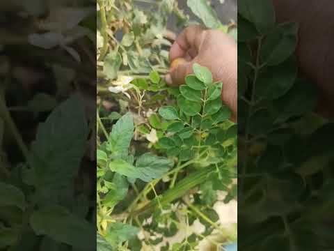 Drumstick harvest from my terrace garden