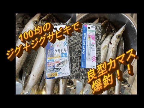 100均のジグとジグサビキで、カマス爆釣！！