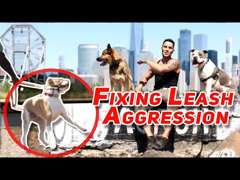 Fixing Leash Aggression