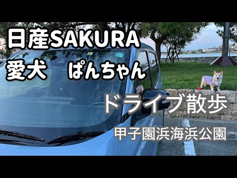 【ドライブ散歩】日産SAKURA　愛犬ぱんちゃん　ドライブ散歩　甲子園浜海浜公園