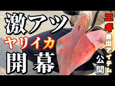 【北海道】【釣り】道北激アツ漁港でヤリイカ、マメイカ開幕！エギ、スッテ救出アイテム公開！