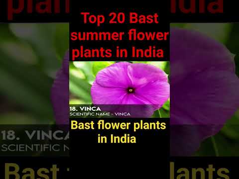 Top 20 summer flower plants in India Bast flower plants in India