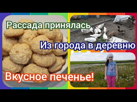 Кокосовое печенье! Прокультивировали мотоблоком картошку! Полю клубнику!