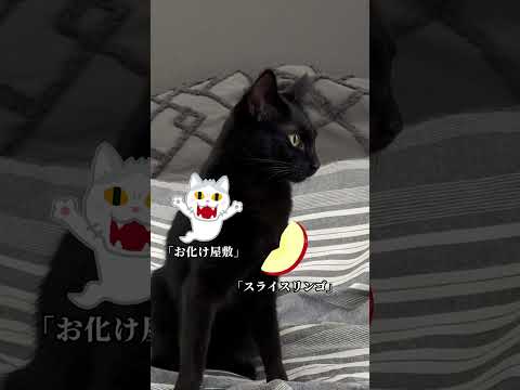 文化祭の思い出 #猫あるある  #cat #ヤマト運輸 #猫のいる暮らし