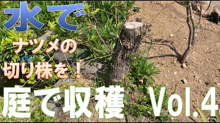 庭で収穫　Vol.4　ナツメの切り株を水で収穫。