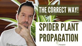 Spider Plant Propagation (The Correct Way!)