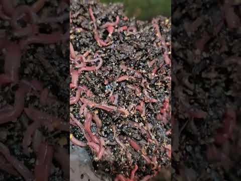 #hungrybin #vermicomposting #redwigglers #farming #vermicompost #wormcastings #wormfarming #squishy