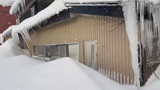 極寒の雪国で生息するウサギの生活　(No.1759)