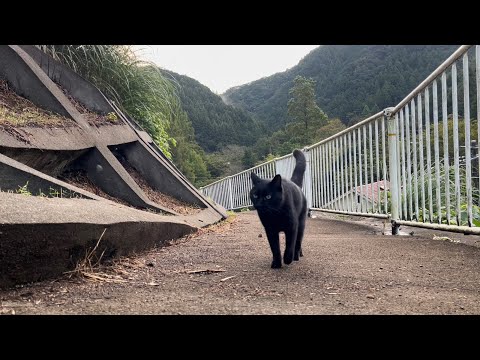 坂道で追いかけてくる黒ねこちゃん　No.７７４　２０２４年　１０月１０日　６：００　のくろねこちゃん　black cat