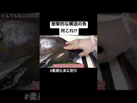 衝撃映像!!怖すぎる魚、、、#海釣り #釣り #船釣り #釣り好き