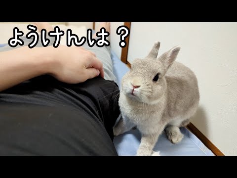 口笛を吹くと飼い主のもとへダッシュで駆けつけてくるうさぎんｗしかし特に用もなく何度も呼びつけてしまった結果・・・