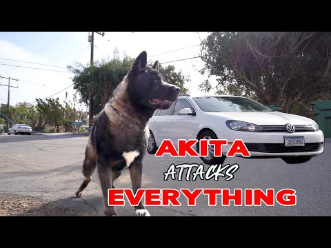 Dog Aggressive Akita -  Max social lesson 2