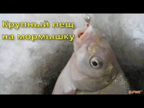 Крупный лещ на мормышку