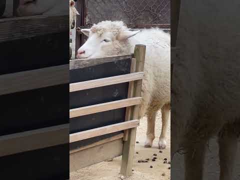 #shorts 福福しく☺️ なかよしコーナーの羊さん　埼玉県こども動物自然公園 にて　2024年12月20日