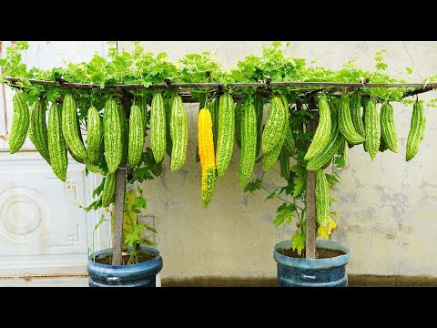 What Vegetables Grow Best on Balconies for Beginners?