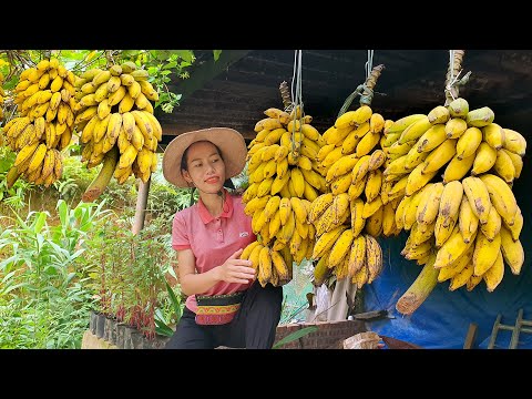 Harvest bananas and how to naturally ripen bananas that you do not know | Go to market sell