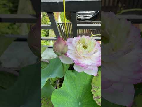 Pinkcloud #lotus #malayalam #trending #youtube #gardening