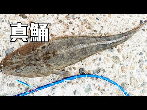 マゴチ（真鯒）が釣れた日。