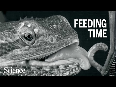 Slow motion tongues offer a snapshot of evolution