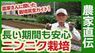 Garlic cultivation taught by a Japanese farmer.