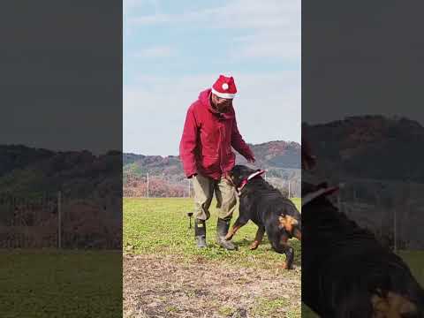 Merry Xmas #shorts #christmas #rottweiler