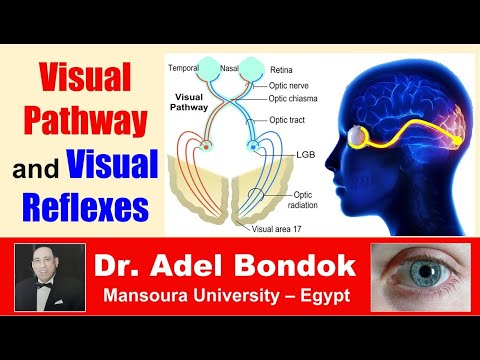 Visual Pathway and Visual Reflexes, Dr Adel Bondok