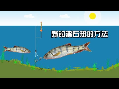 湖北农村野河曾经泛滥的溪石斑，如今价格翻了3倍，其钓法也简单