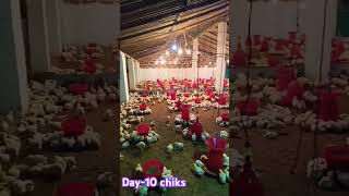 Day-10 chiks #chiks #poltry #cute #poultrydays #funny #poultryfram #ecfarm #ECPOLTRYFARM