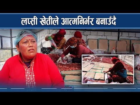 सिन्धुपाल्चोकको लप्सीको माग चीनदेखि भुटानसम्म  - NEWS24 TV