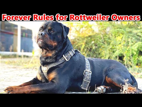 8 Things You Should Forever Do With A Rottweiler Dog || Rottweilers The Competition