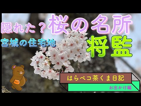 今が満開　隠れ家的な桜並木　2024将監