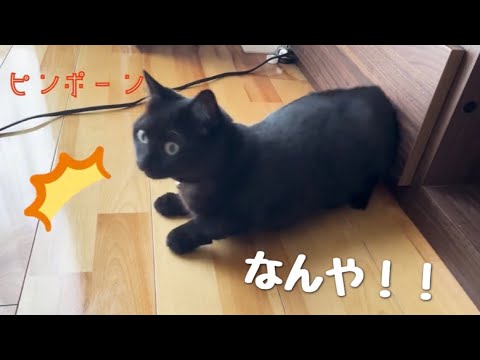 玄関のチャイムが鳴るとダッシュで隠れようとする黒猫