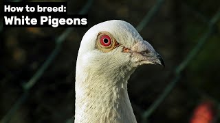 How to breed White Pigeons