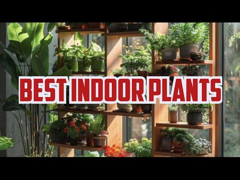 best indoor plants || indoor plants || fresh rooms || cool rooms