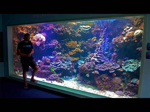 Aquarium des Lagons in New Caledonia is INCREDIBLE!