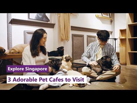 Explore Singapore: 3 Adorable Pet Cafes to Visit