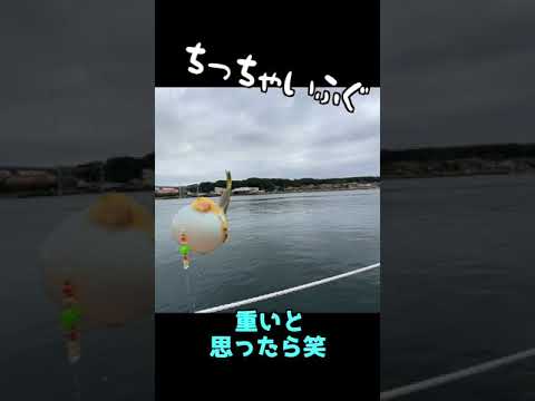 見た目はかわいいこの魚#short