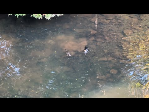 布里斯班周边寻觅野生鸭嘴兽