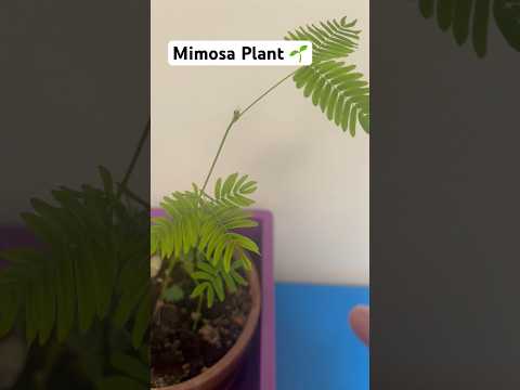 Mimosa Plant #teacher #school #plants #science #mimosa #documentary #education #biology #plant