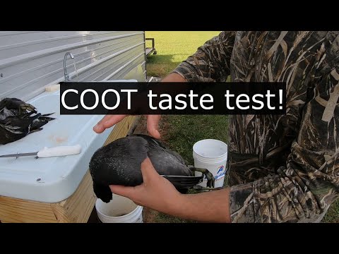 COOT VS Duck taste test! Surprising results! Coot catch and cook