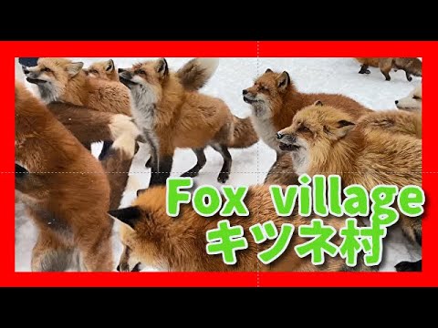 蔵王きつね村・kitsune mura【Fox Village in Zao Japan! 】※穴場スポット