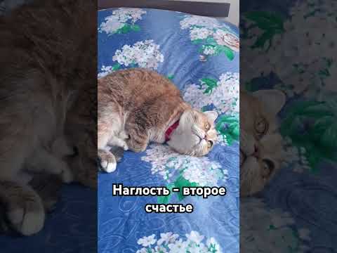 Наглый котик #любимыепитомцы #позитив