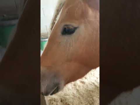 🐴🎵 Horse Relax Time #horse #horses #horselover #horsesounds #horseshorts #horsefan #horseslover