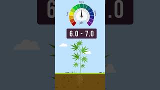 pH in Cannabis!