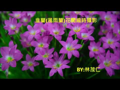 韭蘭風雨蘭花開縮時攝影2