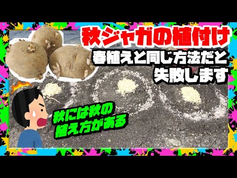 秋【じゃがいも栽培】春と違いこうしないと失敗する  種芋の確かな植付け方法