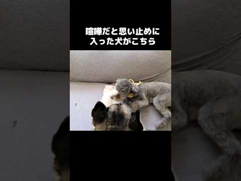 喧嘩だと思い止めに入った犬がこちら#shots