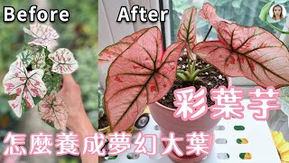 彩叶芋养护，记住7点，小绿叶变成缤纷梦幻大叶片|观叶植物|Caladium Plant Care|花花世界