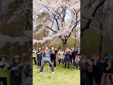 花よりだんす♪60〜80代の花盛り✨の皆さんと❤️#さくら　#ケツメイシ　#名取　#十三塚公園　#モユリズム　#信用堂スポーツ企画　#ダンス　#シニアダンス　#宮城　#お花見　#シニアダンサー