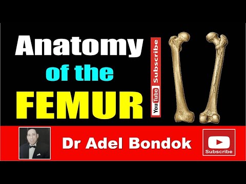 Anatomy of the Femur, Osteology, Dr Adel Bondok Making Anatomy Simple